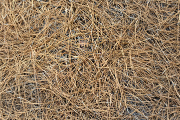 Pine needles in a bed create a unique texture for a background. 