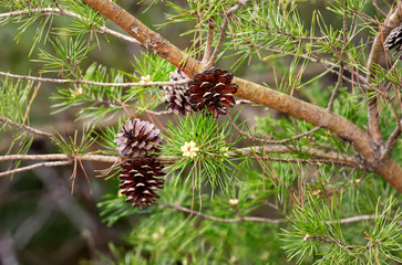 Fototapeta premium Pine cones on a tree with new growth in the spring.