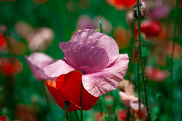 summer meadow with red poppies Field of wild of different colored species red purple yellow growing outdoors in a natural environment under the open sky