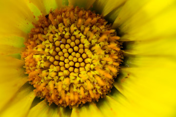 closeup of yellow flower disk floret