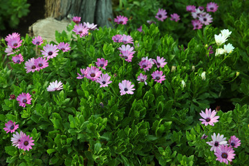 Very beautiful purple daisies in the garden in the evening