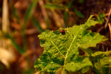 Insecto Mariquita roja sobre hoja verde