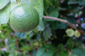 Green lemons and leaves on a lemon tree