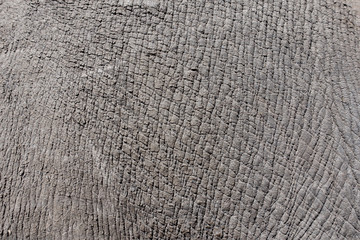 rhino hide