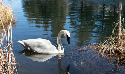 White swan gazing at reflection in lake