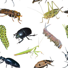 Insects, seamless pattern.