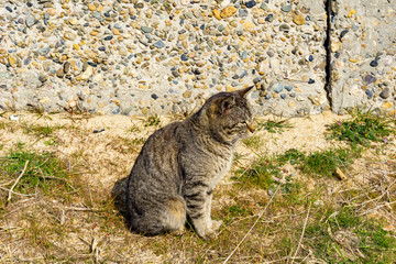 猫の視線 (日本 - 香川 - 女木島)