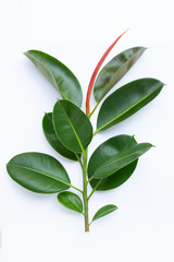 Green rubber plant leaves on white