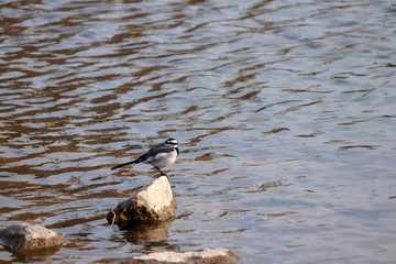 セグロセキレイ