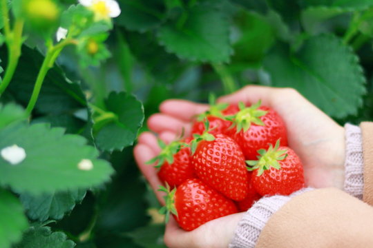 いちご狩り のストック写真 ロイヤリティフリーの画像 ベクター イラスト Adobe Stock