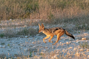 Fototapeta na wymiar A jackal runs through a clearing. Image taken in Etosha National Park, Namibia.