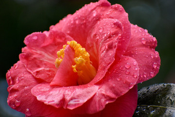 Camelia
