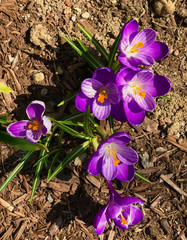 Crocus Flowers