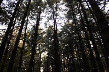 Evergreens