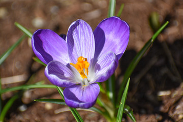 Crocus Flower