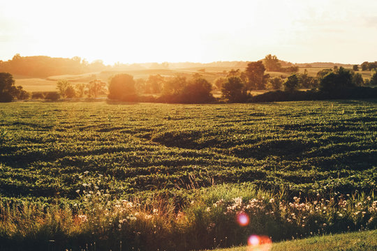 Summer's in Iowa