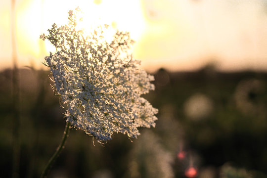 Flower at golden hour