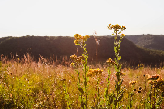 Prairie