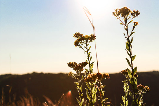 Flowers in the prairie 