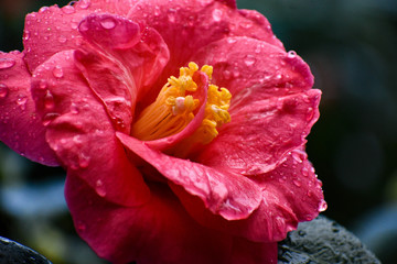 Camelia