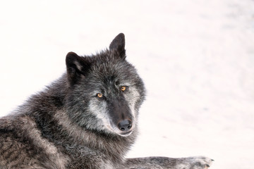 Close up of a black timber wolf in the snow.