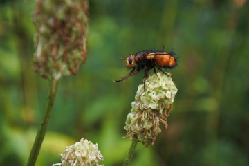 ハエの仲間足をこする