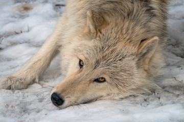 Close up of a timber wolf rolling in the snow.