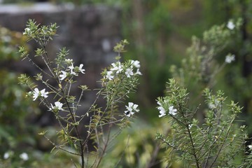 Westringia fruticosa (Coast rosemary) / Lamiaceae evergreen shrub.