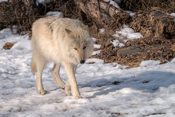 Obraz premium A white timber wolf in the snow