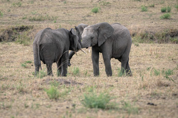 Two young male elephants practicing their sparring techniques in a fake fight. Image taken in the Masai Mara, Kenya.	