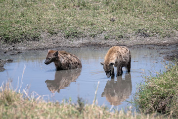 Two hyenas standing in the water to cool off in the heat of the mid-afternoon sun. Image taken in the Masai Mara, Kenya