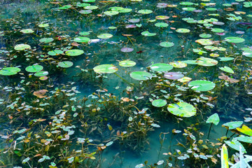 岐阜県の名もなき池