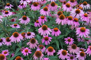 Colorful coneflowers (Echinacea purpurea) with a green garden soft-focused in the background.