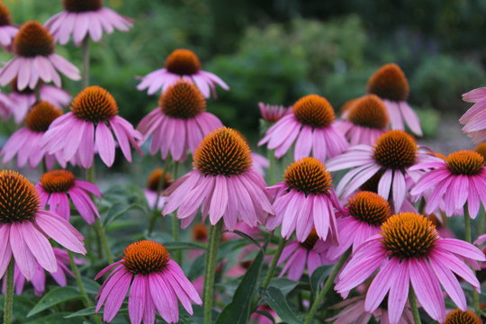 Colorful coneflowers (Echinacea purpurea) with a green garden soft-focused in the background.