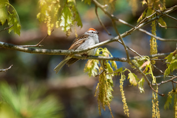 A chipping sparrow perches in a tree during early spring in North Carolina.