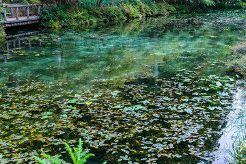 岐阜県の名もなき池