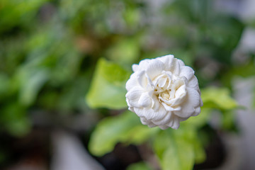 Obraz premium Blossom jasminum sambac flower at garden.