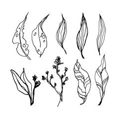 Set of leaves. Hand drawn decorative elements. Vector illustration. Decorative Elements for design of printing, souvenirs, wedding invitations, etc.
