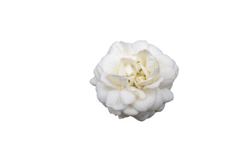 Blossom jasminum sambac flower isolated on white background.