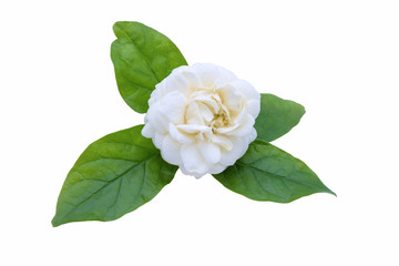 Naklejka premium Blossom jasminum sambac flower isolated on white background.