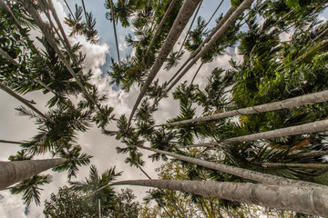 Obraz premium A beautiful shot of a trees from the bottom up against the sky, Low angle shot.
