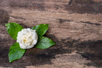 Blossom jasminum sambac on old wooden background.