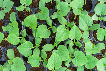 Top view of green melon Sapling on Nursery tray