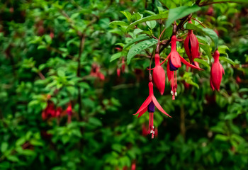 red pepper in the garden