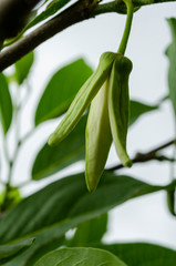 Sweetsop Blossom Closeup