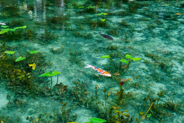 岐阜県のなもなき池