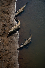 Crocodiles in their natural habitat, Tarcoles River, Costa Rica.