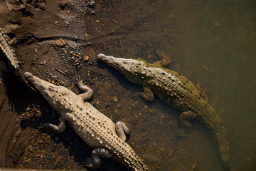 Crocodiles in their natural habitat, Tarcoles River, Costa Rica.