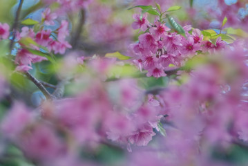 Pink Wild Himalayan flower bunch with blur blue sky background
