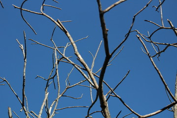 Dry branches contrasting with the blue sky.